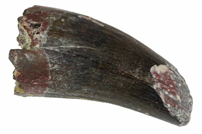 Fossil Phytosaur Tooth - Arizona #145004
